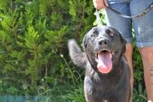 YUMA, Hund, Mischlingshund in Ungarn - Bild 4