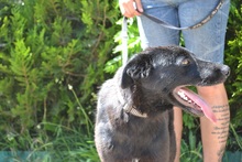 YUMA, Hund, Mischlingshund in Ungarn - Bild 5