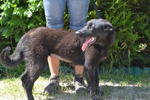 YUMA, Hund, Mischlingshund in Ungarn - Bild 6