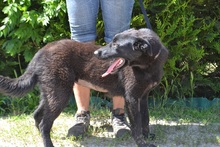 YUMA, Hund, Mischlingshund in Ungarn - Bild 7