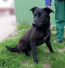 YUMA, Hund, Mischlingshund in Ungarn - Bild 9