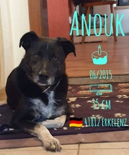 ANOUK, Hund, Mischlingshund in Erkelenz - Bild 1