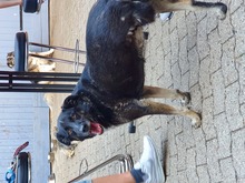 ANOUK, Hund, Mischlingshund in Erkelenz - Bild 11