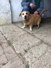 ZERBO, Hund, Dackel-Mix in Ungarn - Bild 4