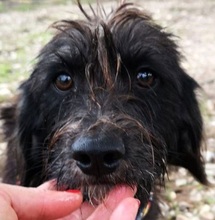KENO, Hund, Mischlingshund in Italien - Bild 4