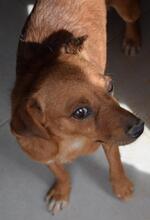 MILA, Hund, Mischlingshund in Portugal - Bild 2