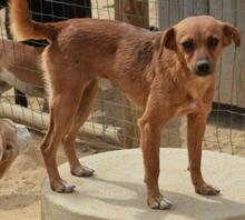 MILA, Hund, Mischlingshund in Portugal - Bild 3