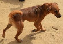 MILA, Hund, Mischlingshund in Portugal - Bild 4