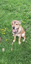 NERKO, Hund, Mischlingshund in Slowakische Republik - Bild 3