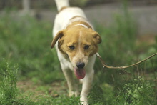 BRUNO, Hund, Mischlingshund in Essen - Bild 10