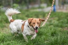 BRUNO, Hund, Mischlingshund in Essen - Bild 12