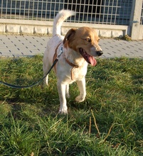 BRUNO, Hund, Mischlingshund in Essen - Bild 13