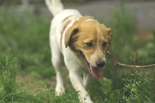 BRUNO, Hund, Mischlingshund in Essen - Bild 16