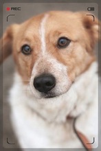 BRUNO, Hund, Mischlingshund in Essen - Bild 2