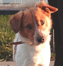 BRUNO, Hund, Mischlingshund in Essen - Bild 3