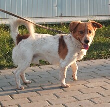 BRUNO, Hund, Mischlingshund in Essen - Bild 4