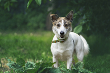 HENNA, Hund, Mischlingshund in Holzwickede - Bild 2