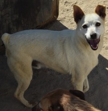 GIPSY, Hund, Mischlingshund in Portugal - Bild 3