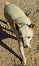 GIPSY, Hund, Mischlingshund in Portugal - Bild 4