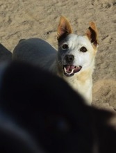 GIPSY, Hund, Mischlingshund in Portugal - Bild 5