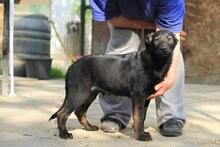 DJANGO, Hund, Mischlingshund in Köln - Bild 5