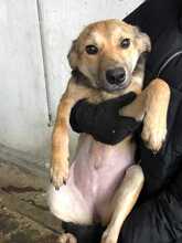 EMMI, Hund, Mischlingshund in Bulgarien - Bild 2
