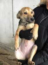 EMMI, Hund, Mischlingshund in Bulgarien - Bild 3