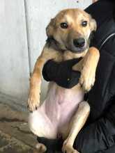 EMMI, Hund, Mischlingshund in Bulgarien - Bild 4