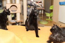 TIMMY, Katze, Europäisch Kurzhaar in Bergisch Gladbach - Bild 5