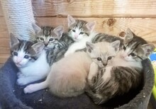 CALISTO, Katze, Siam-Mix in Spanien - Bild 8