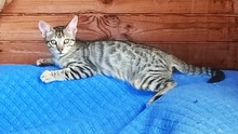 CASIMIR, Katze, Europäisch Kurzhaar in Spanien - Bild 2