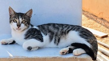 JEJI, Katze, Europäisch Kurzhaar in Spanien