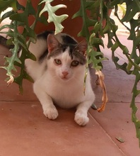 JOY, Katze, Europäisch Kurzhaar in Spanien - Bild 1