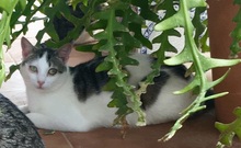 JOY, Katze, Europäisch Kurzhaar in Spanien - Bild 2