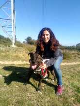 REINA, Hund, Bardino-Mix in Spanien - Bild 14