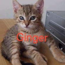 GINGER, Katze, Europäisch Kurzhaar-Mix in Bulgarien - Bild 1
