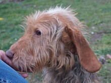 CHARLIE, Hund, Mischlingshund in Ungarn - Bild 1