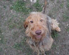 CHARLIE, Hund, Mischlingshund in Ungarn - Bild 10
