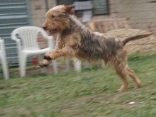 CHARLIE, Hund, Mischlingshund in Ungarn - Bild 12