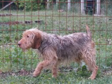 CHARLIE, Hund, Mischlingshund in Ungarn - Bild 2