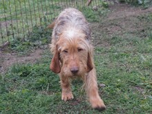 CHARLIE, Hund, Mischlingshund in Ungarn - Bild 3