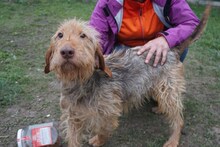 CHARLIE, Hund, Mischlingshund in Ungarn - Bild 4