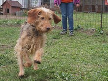 CHARLIE, Hund, Mischlingshund in Ungarn - Bild 5