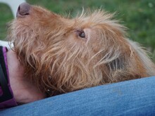 CHARLIE, Hund, Mischlingshund in Ungarn - Bild 6