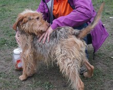 CHARLIE, Hund, Mischlingshund in Ungarn - Bild 7