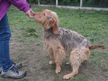 CHARLIE, Hund, Mischlingshund in Ungarn - Bild 8