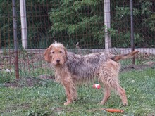 CHARLIE, Hund, Mischlingshund in Ungarn - Bild 9