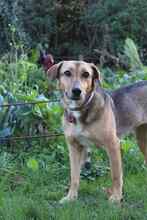 FREYA, Hund, Mischlingshund in Rumänien - Bild 10