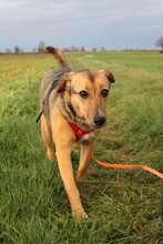 FREYA, Hund, Mischlingshund in Rumänien - Bild 12