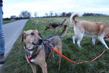 FREYA, Hund, Mischlingshund in Rumänien - Bild 13